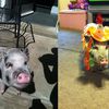 Queens Co-Op Raising A Stink About Family's Beloved Pet Pig